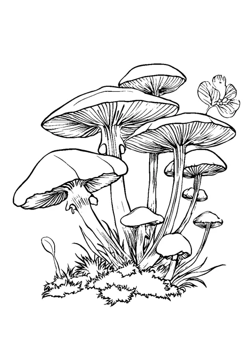 Coloriage : Le bouquet de champignons