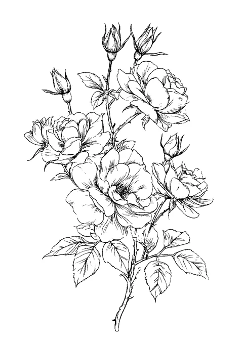 Coloriage : Le bouquet de roses