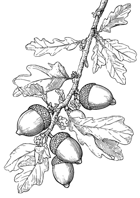 Coloriage : La branche de chêne