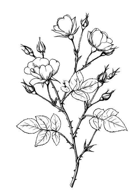 Coloriage : La branche de rosier