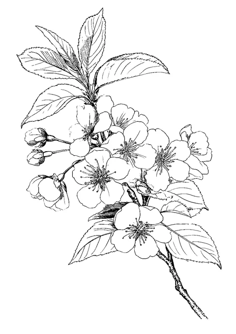 Coloriage : La branche fleurie