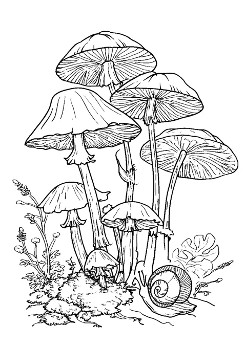 Coloriage : Les champignons et l'escargot